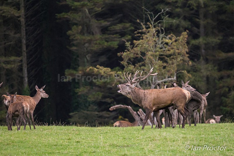 Stag Bellows at Rut - Nature