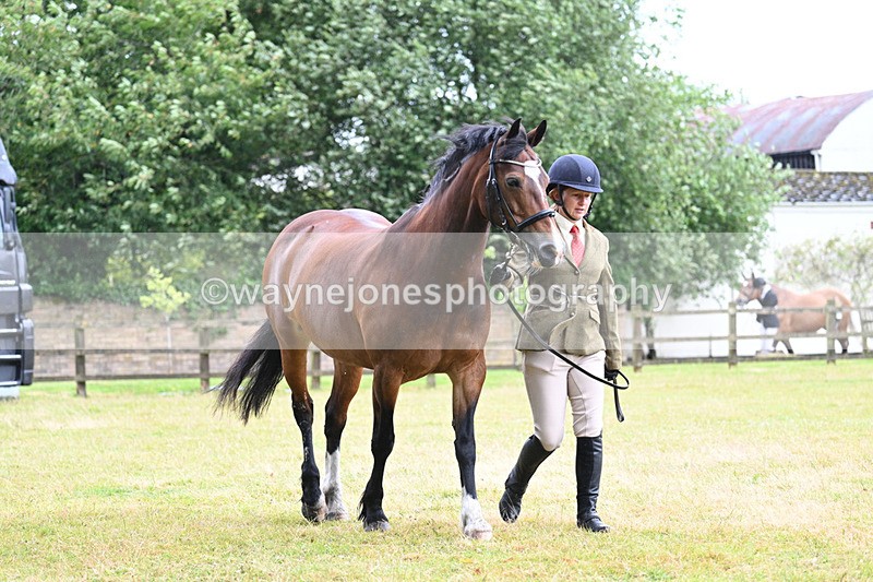 WJ7_6030 - Class 4a Prettiest Mare over 14hh