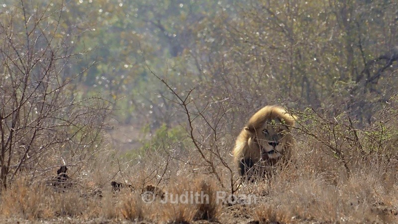 Lion backlit  - South Africa Birds and Mammals