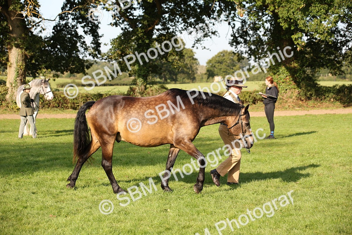 SBM_59378 - S52 - Other Coloured Horse In Hand