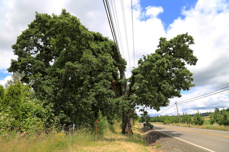 Meridian Road, Norwood, Oregon - Roadside