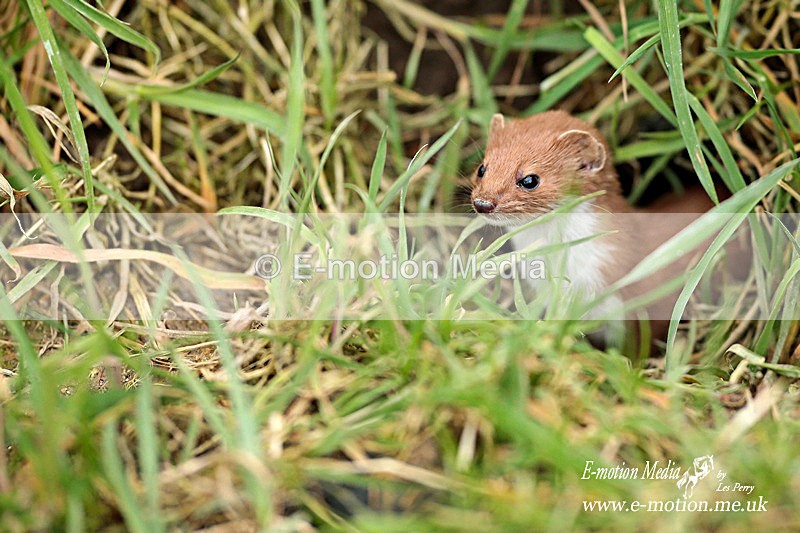 Weasel 260313-1017a - Nature