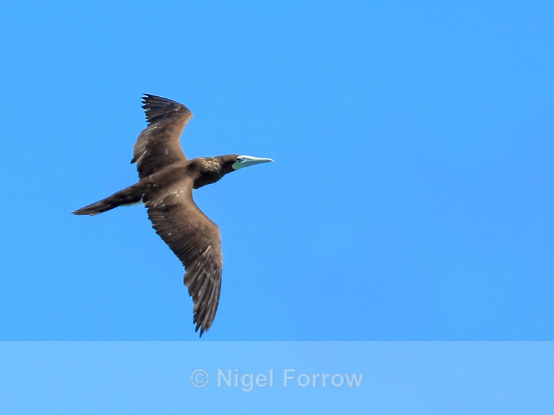 Brown Booby flying, Kilauea Point, Kauai - Brown Booby