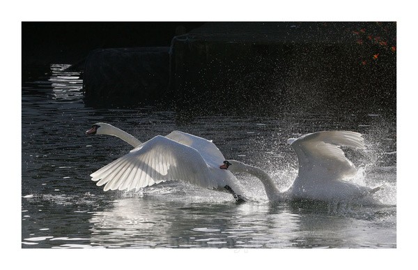 Swans Mating - Wildlife Wildlife