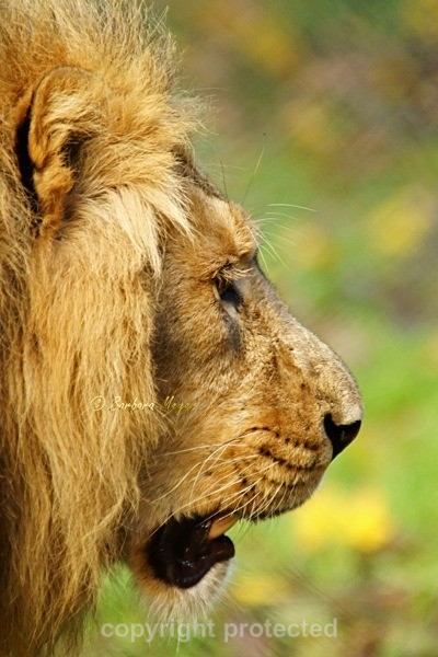 Asiatic Lion - Profile Image - Asiatic Lions