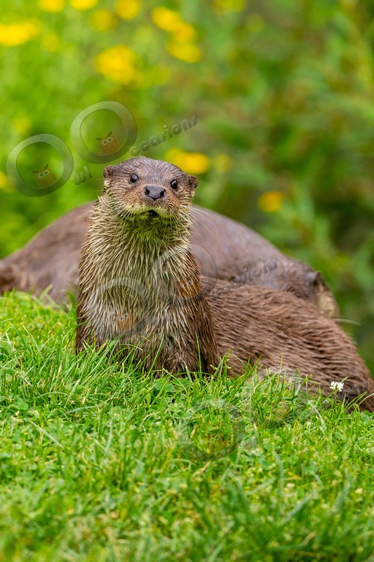 european otter lutra lutra-8153 - UK Wildlife