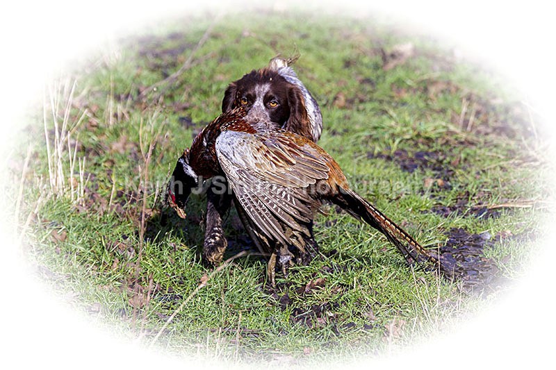 6KJS4048 - Working Dogs