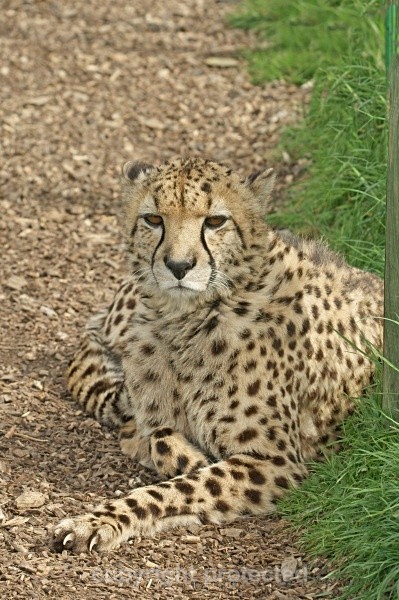 Mephisto, cheetah at WHF