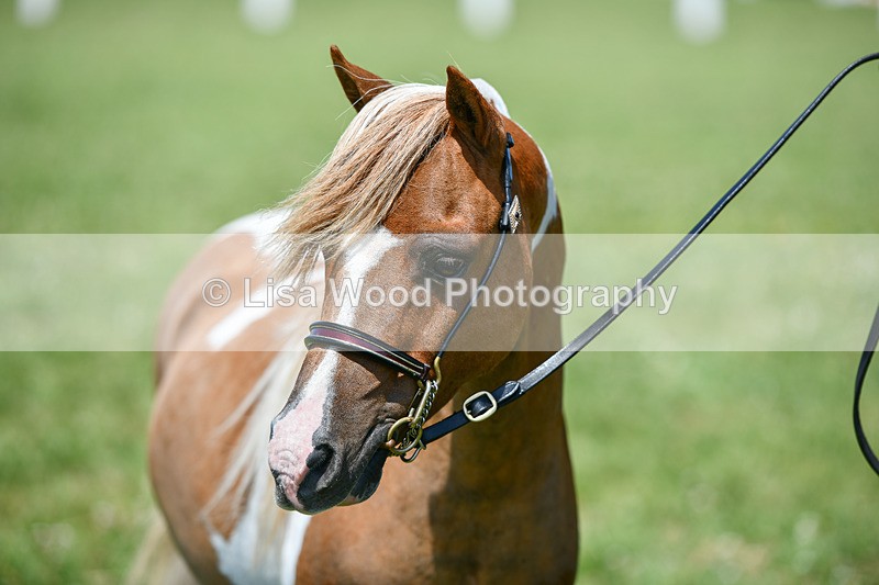 DSC_7171 - Class 61: Miniature Horse 4yrs & over