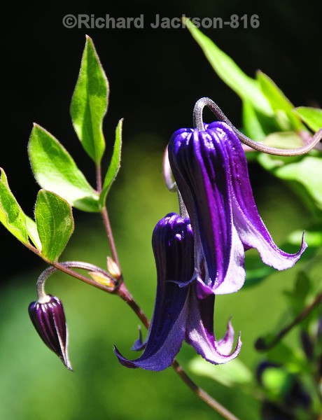 Hairy Clematis - Flowers