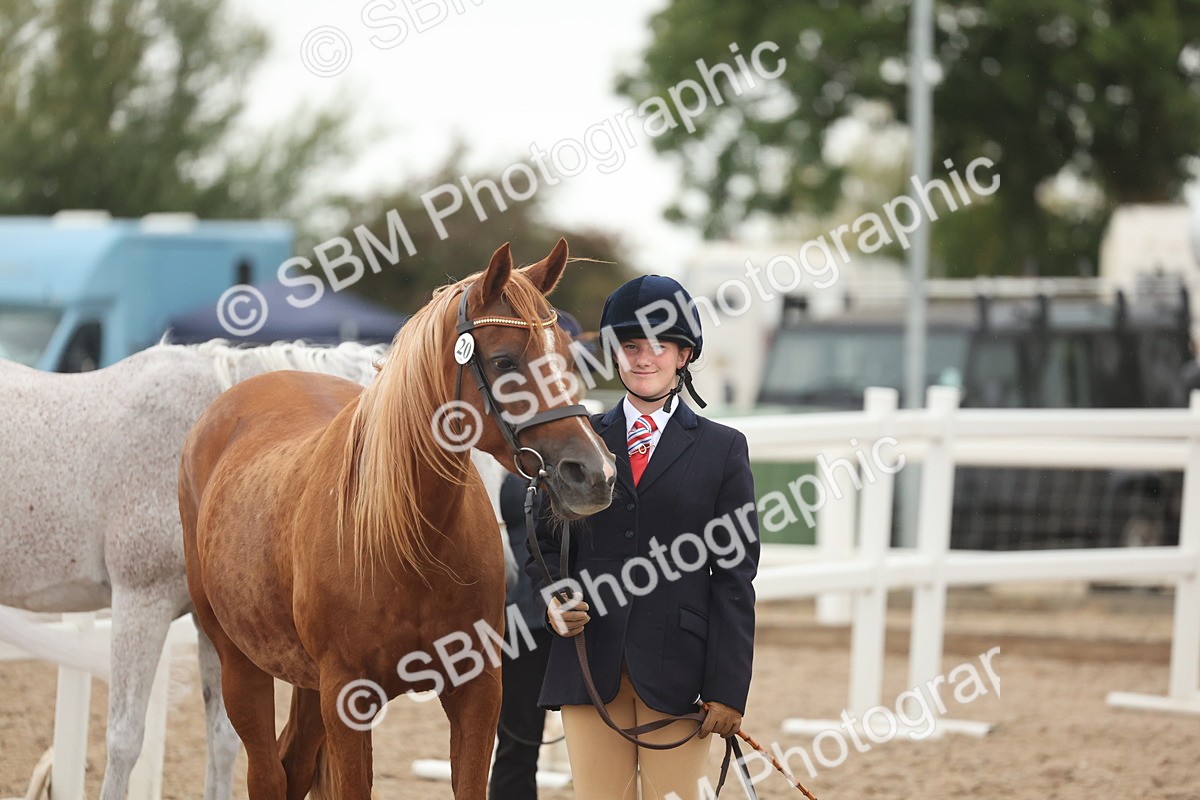 SBM_19394 - Class 317 - IH Pure Bred Horse-Pony