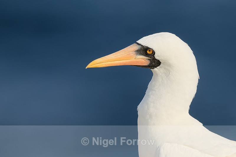 Nazca Booby portrait, Espanola, Galapagos - Nazca Booby