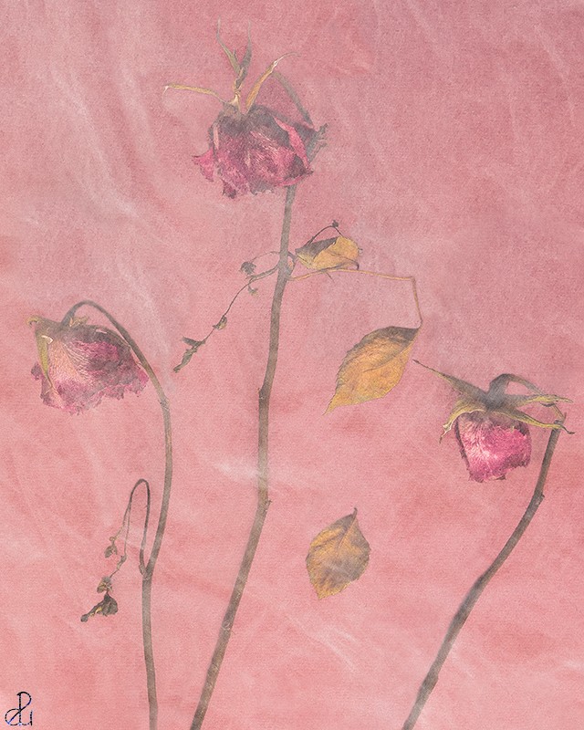 Still Life Photography by Diana Uzun