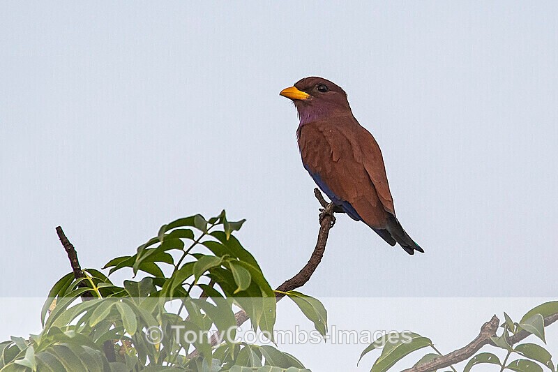 Broad-bellied Roller - The Gambia