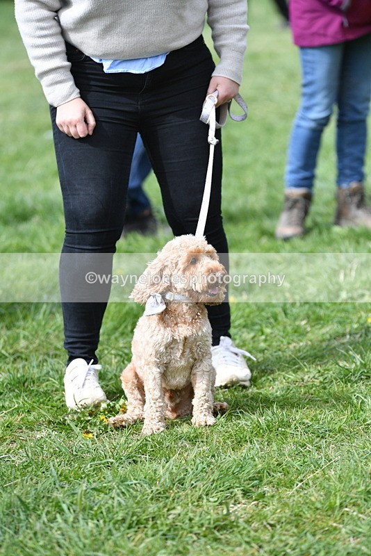 WJ5_9727 - Class 3 Most Handsome Dog