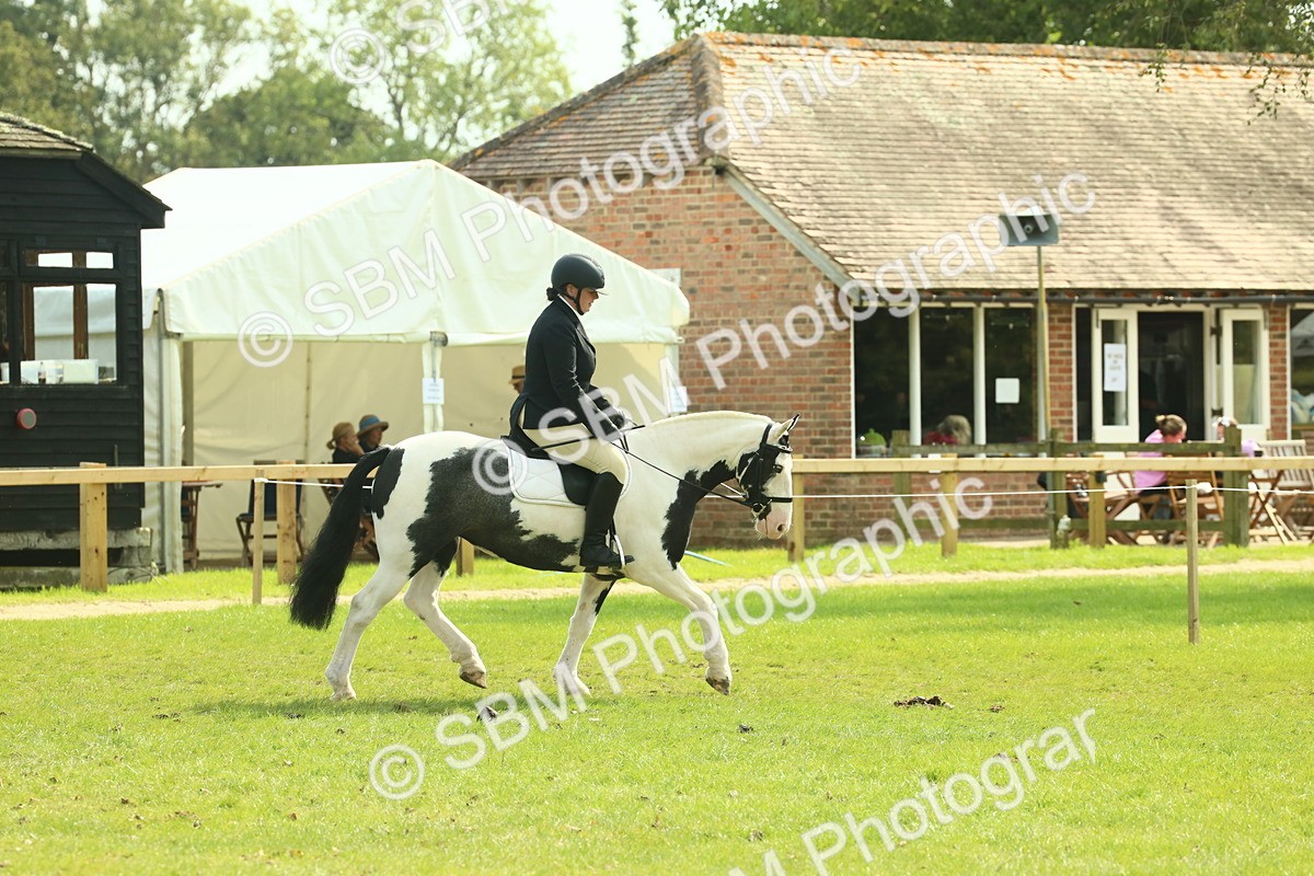 SBM_66602 - S34 - Rehabilitated Rescue Horse & Pony In Hand & Ridden