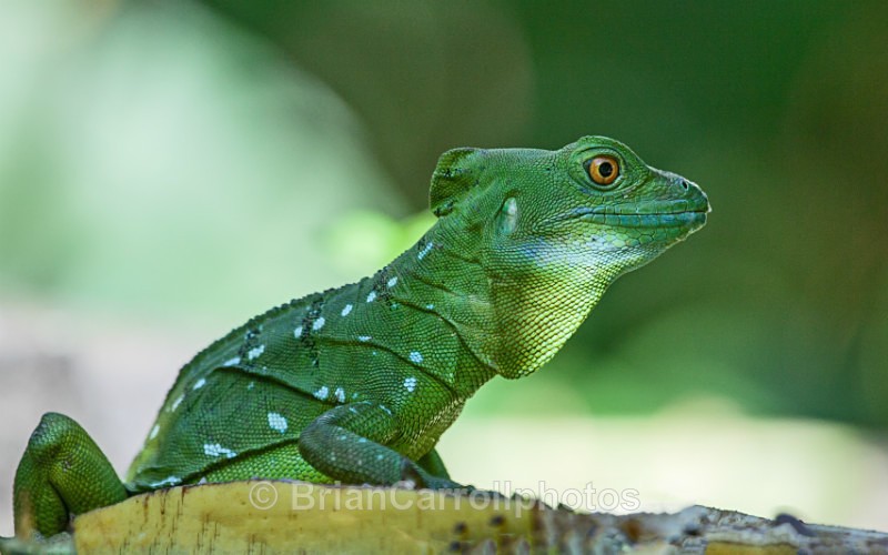 IMG_5457 Emerald basilisk Lizard, Costa Rica - Costa Rican Wildlife