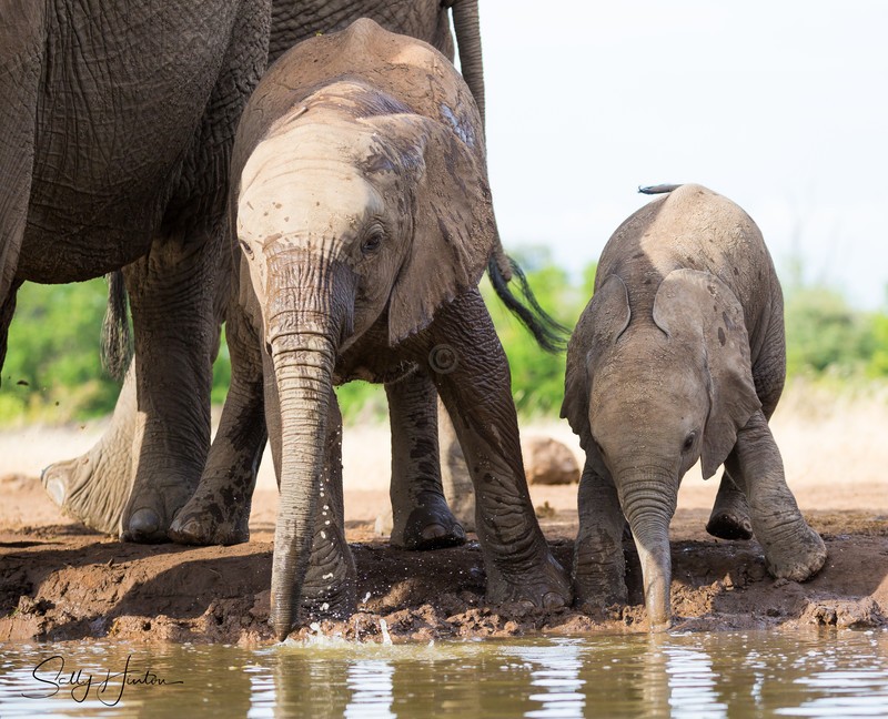 Elephant Baby 24