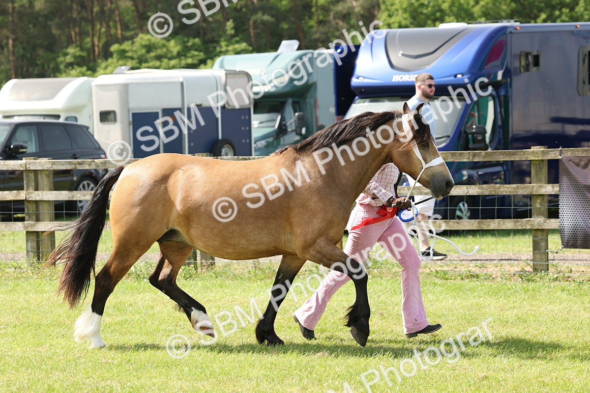 SBM_02436 - Class 6-13 - Mountatin and Moorland In Hand Welsh Breeds