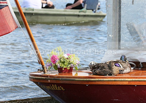 120701 FROGMILLER DUCKS WT7A4363 - HENLEY ROYAL REGATTA - Sunday 1st July 2012