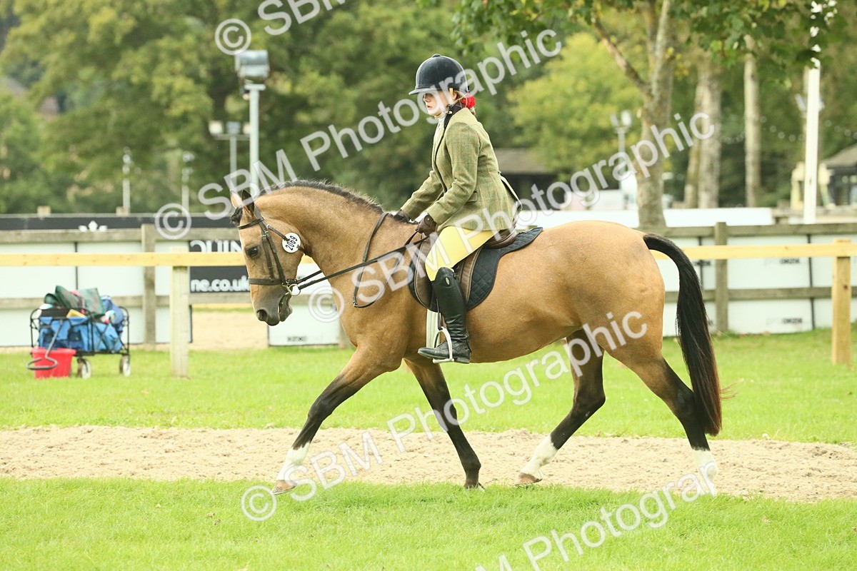 SBM_73972 - S 61 - Show Pony & Show Hunter Pony Ridden