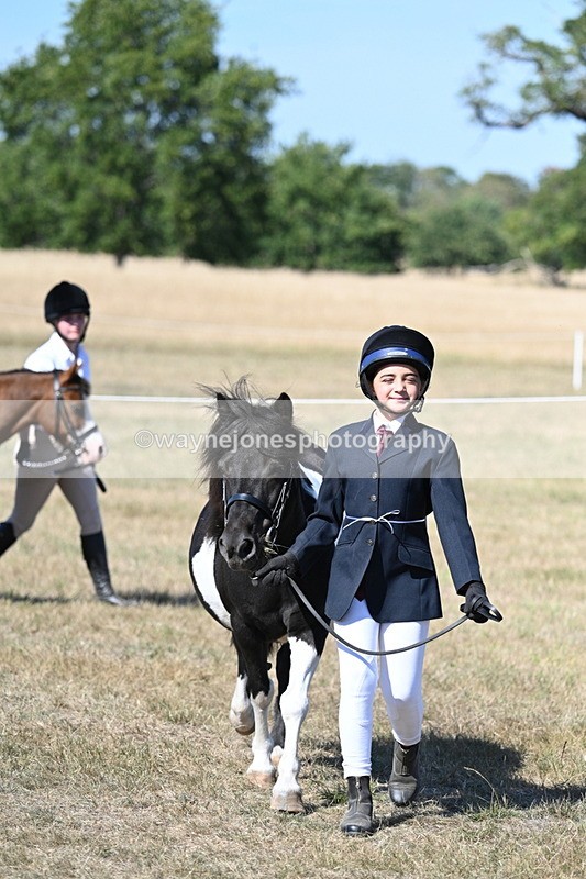 WJ7_1554 - Class 42 Most Handsome Gelding