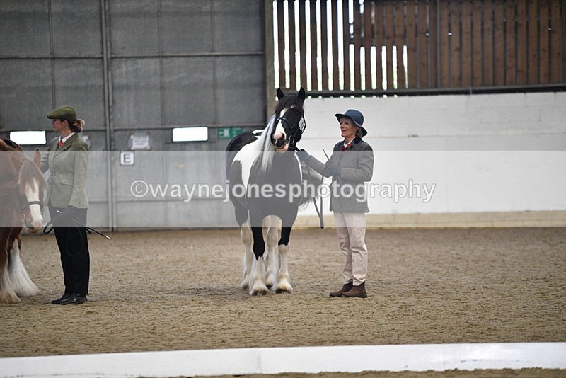 WJ5_5579 - Class 4 In hand M&M - small breeds