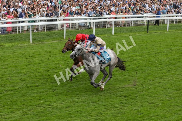 270724-Race 4-Greydreambeliever-4714 - Race 4 4.00pm Sky Bet Club EBF Fillies' Novice Stakes
