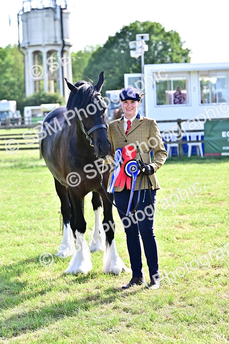 SBM_10173 - Class 63-65 - Traditional Gypsy Cobs In Hand & Ridden
