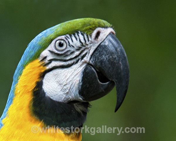 Blue and Yellow Macaw - Wildlife and Animals