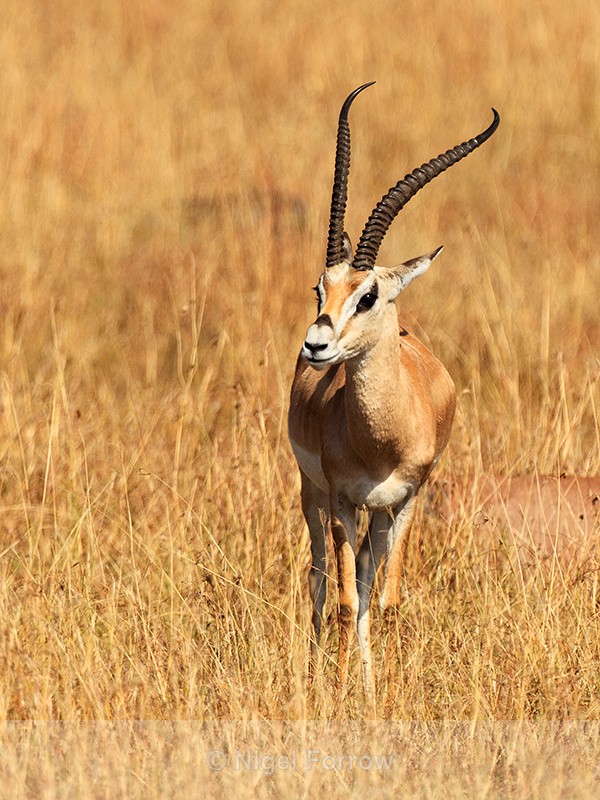 Grant's Gazelle, Masai Mara, Kenya - Antelope
