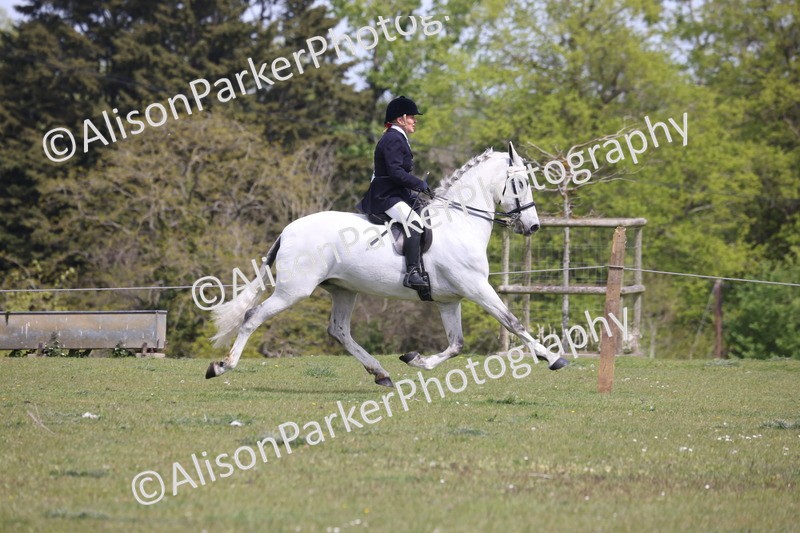 20260426-4361 - Class 34 - Best Riding Horse Over 14.2hh