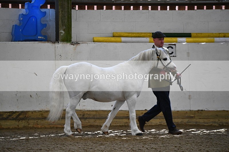 WJ5_5328 - Class 4 In hand M&M - small breeds
