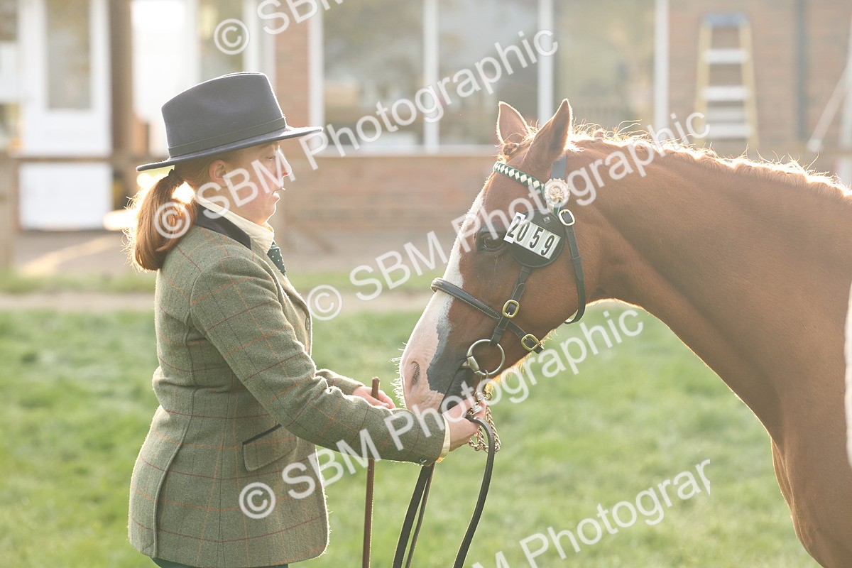 SBM_54431 - S51 - Foreign Breeds In Hand