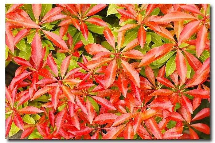 From Green To Red - Nature