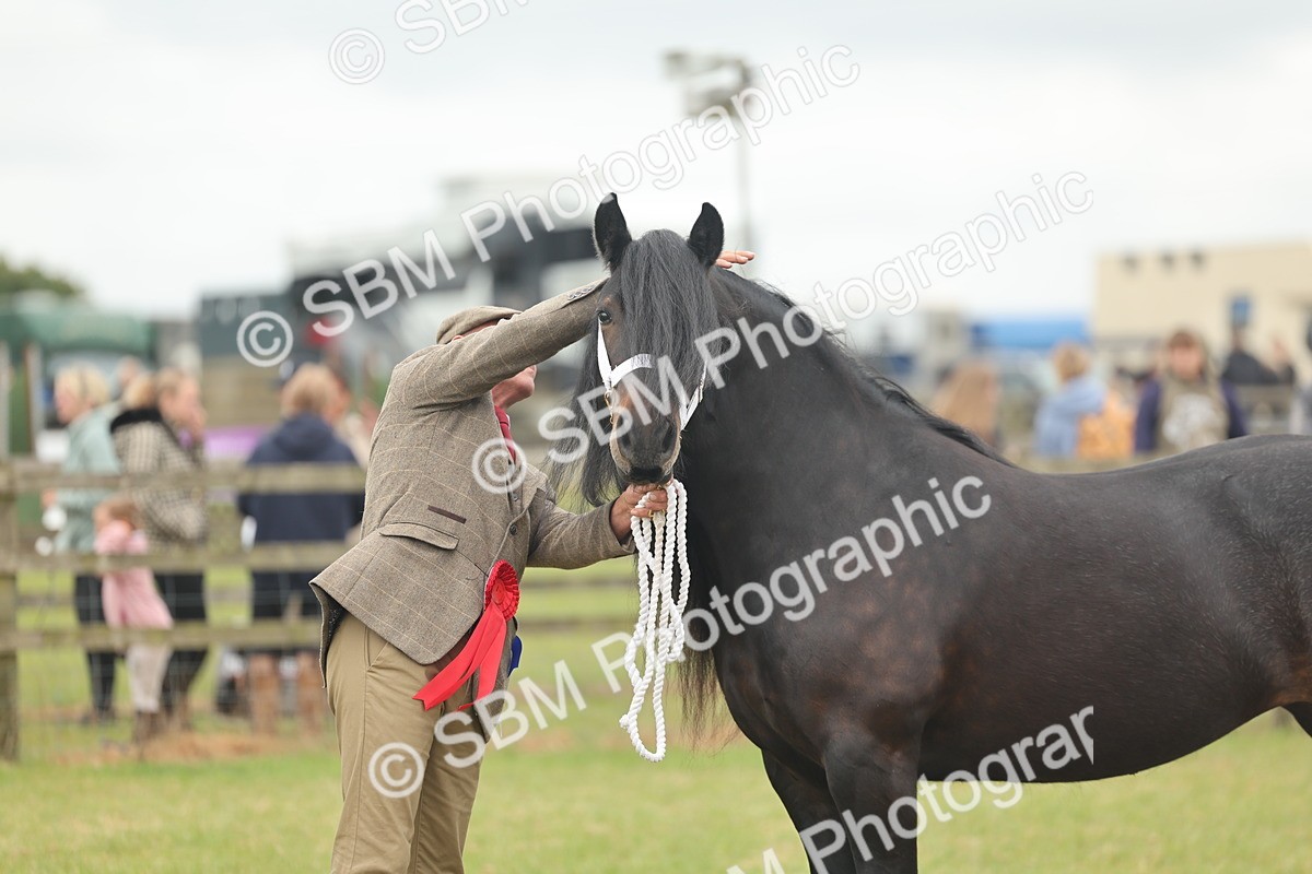 SBM_05084 - Class 50-57 - M&M Welsh Pony In Hand