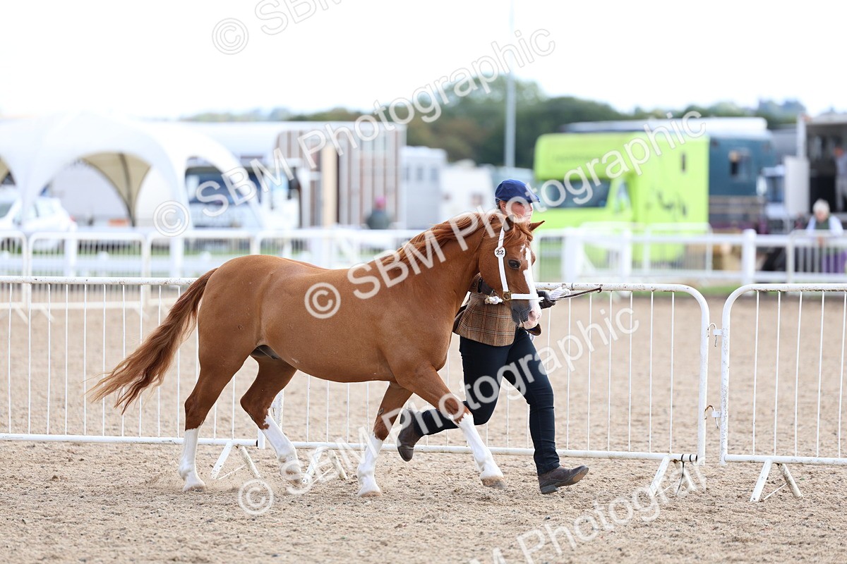 SBM_18717 - Class 317 - IH Pure Bred Horse-Pony