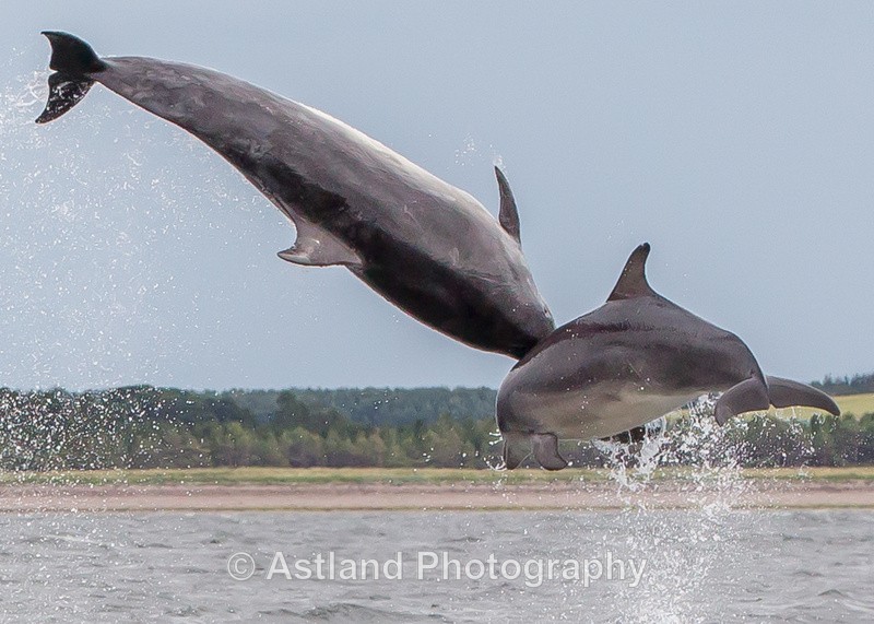 Astland Photography, Bird and Wildlife Images, Susan and Peter Wilson, U.K.
