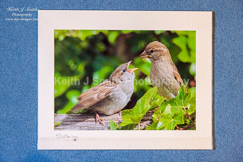 0SKJ9336 - Mounted prints for sale.