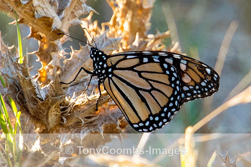 Monarch Butterfly - Spain  2016