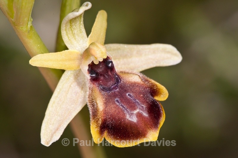  - Orchids - Crete