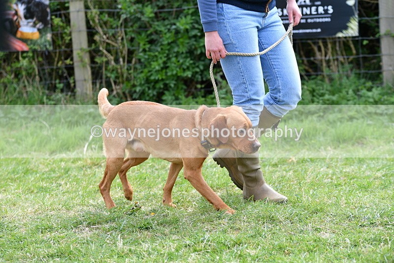 WJ5_9565 - Class 3 Most Handsome Dog