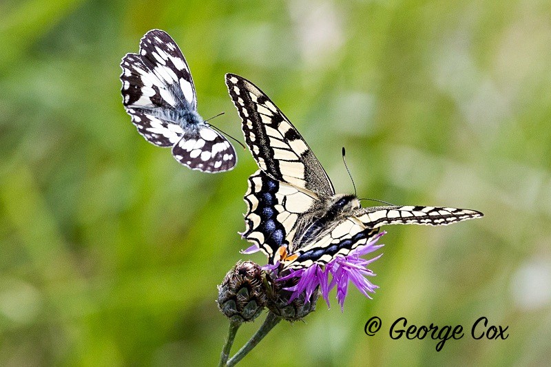 swallowtail pyrenees