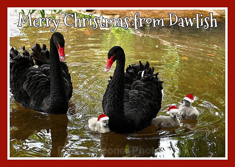  - COMING SOON - Christmas cards being designed for 2026