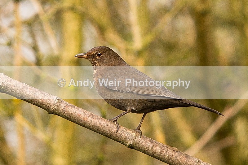 20120218-_MG_8900 - Thrushes