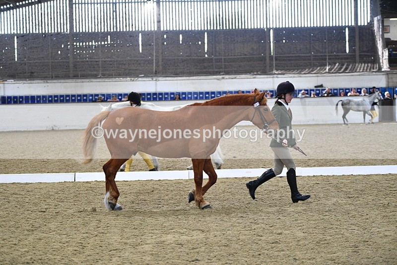 WJ5_4409 - Class 6 In hand M&M - Large Breeds