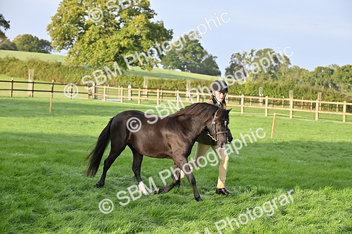 SBM_54650 - S44 - Youngstock In Hand