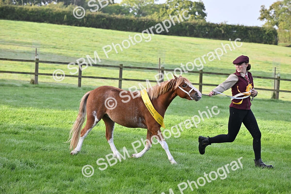 SBM_54646 - S44 - Youngstock In Hand