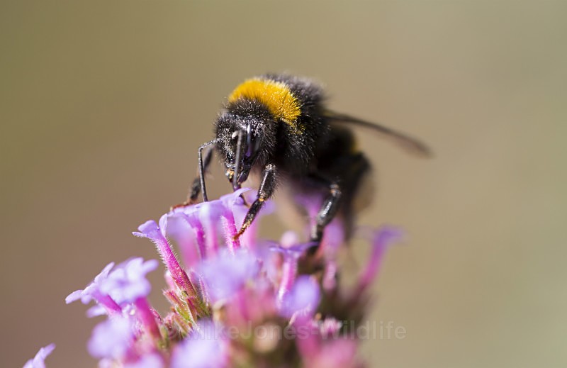 Bumble bee - BUMBLE BEE GALLERY