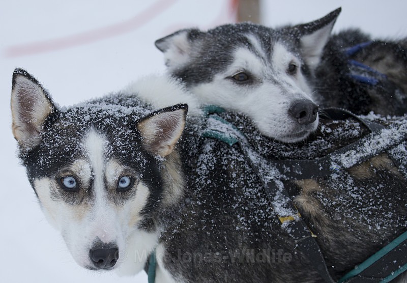 Huskies from the Dogsled team in Northern Finland - FINLAND & SWEDEN LANDSCAPES